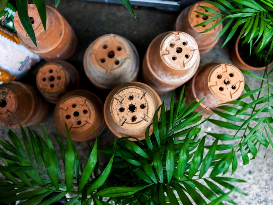 GRANDE VENTE DE PLANTES LORIENT
