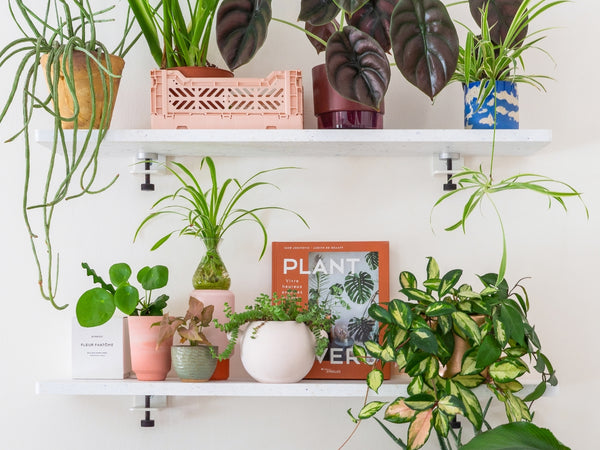 Grande Vente de Plantes AIX-EN-PROVENCE