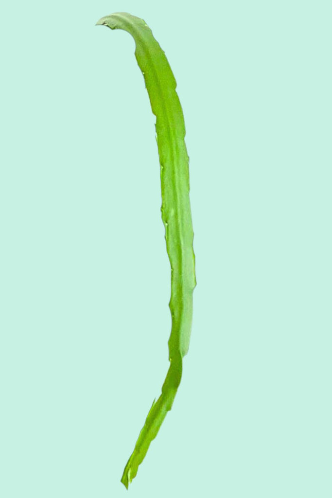 Rhipsalis boliviana (Lepismium bolivianum, Cactus Jonc)