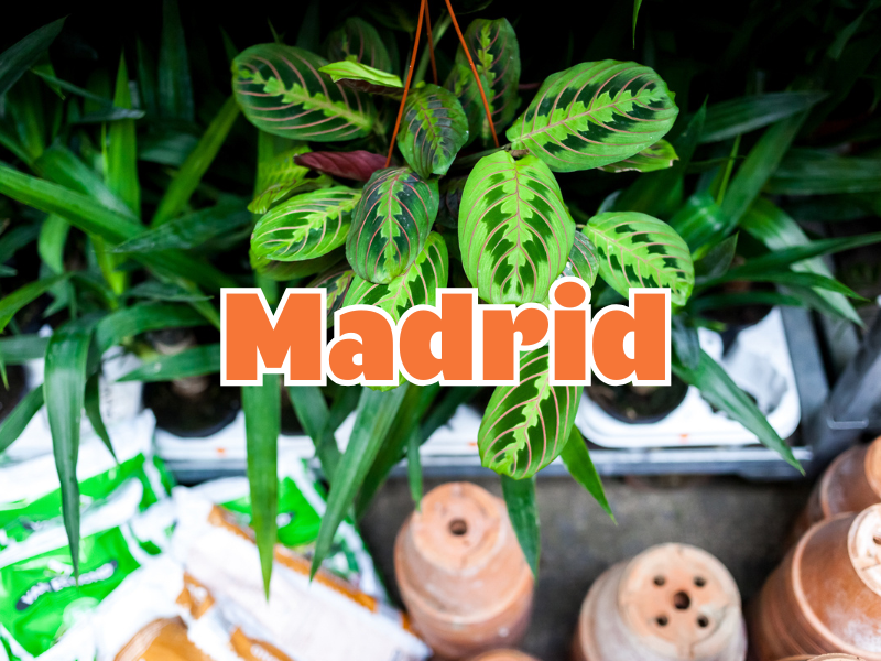 GRANDE VENTE DE PLANTES MADRID