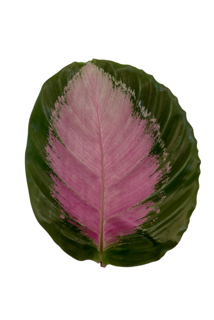 Calathea roseopicta (Plante Paon)