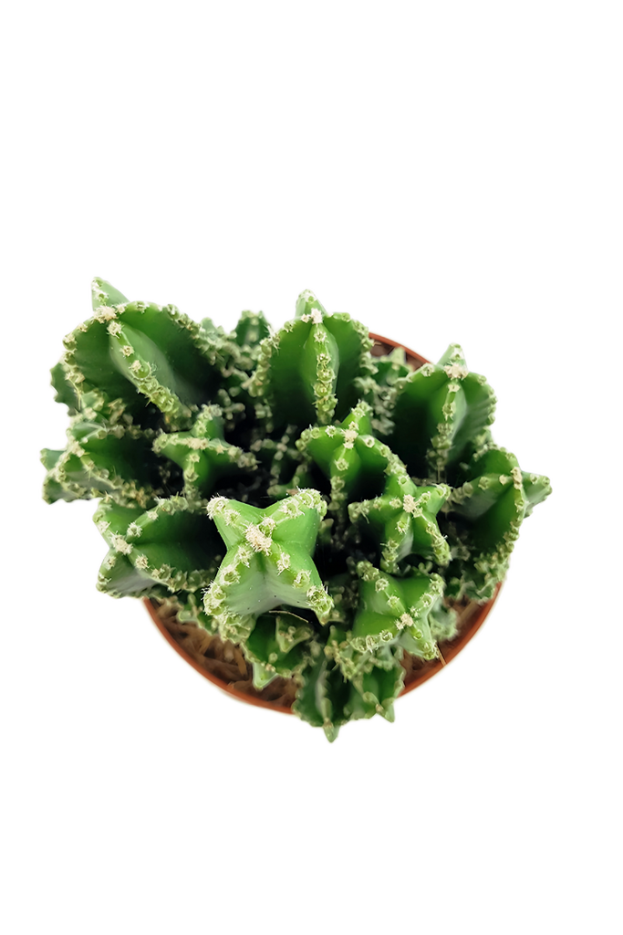 Cereus peruvianus 'Florida' (Cactus cierge)