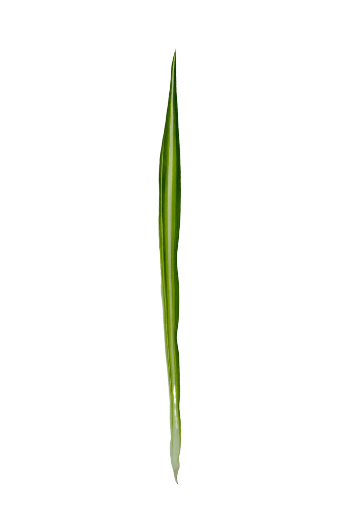 Chlorophytum comosum Variegatum
