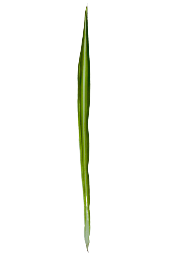 Chlorophytum comosum (Phalangère)