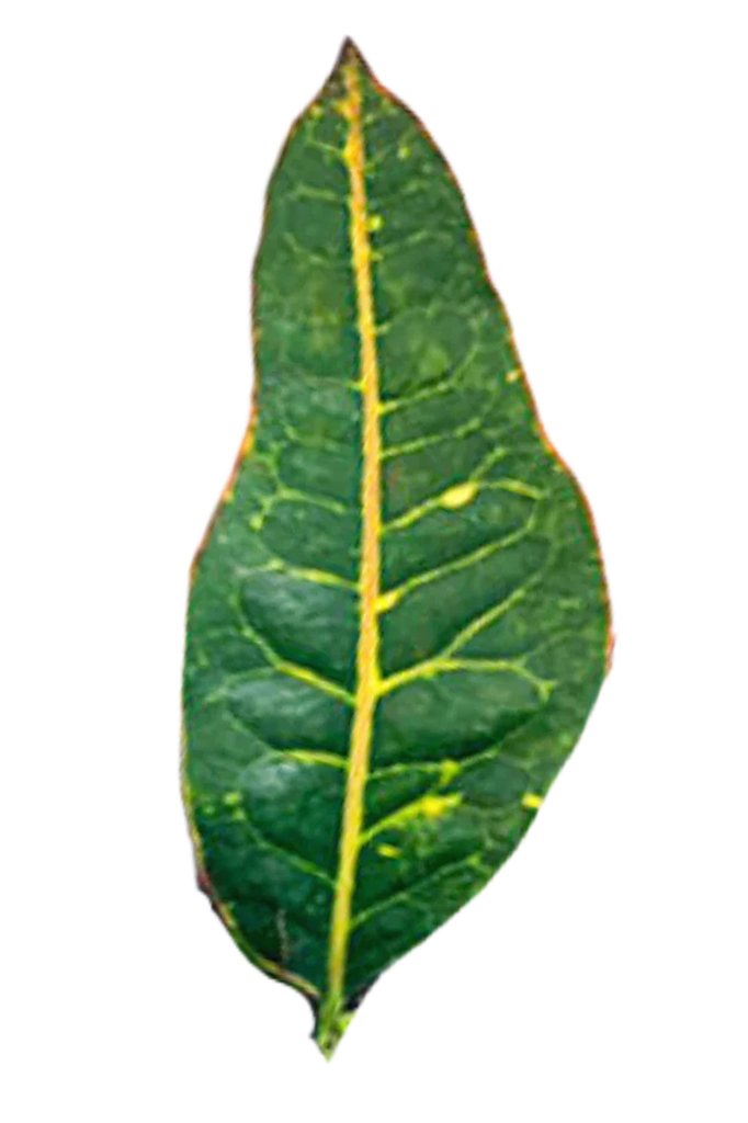 Codiaeum variegatum 'Excellent’ (Croton)