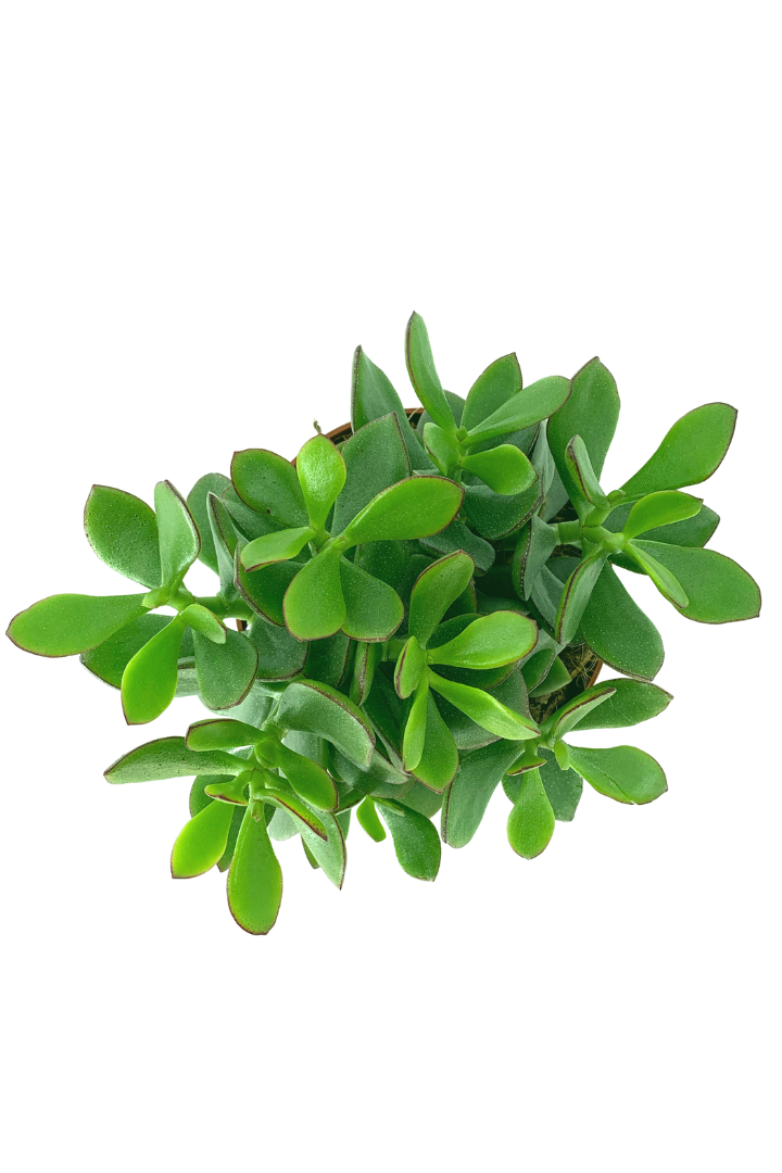 plante jade entretien Crassula ovata (Arbre de Jade)