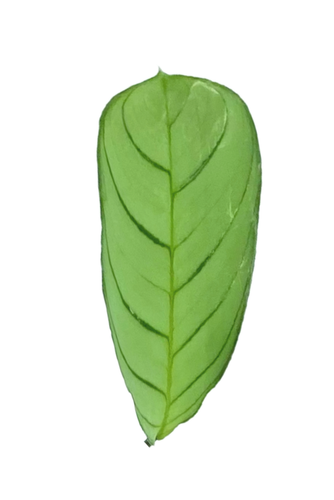 Ctenanthe burle-marxii 'Amagris' (Plante Dormeuse)