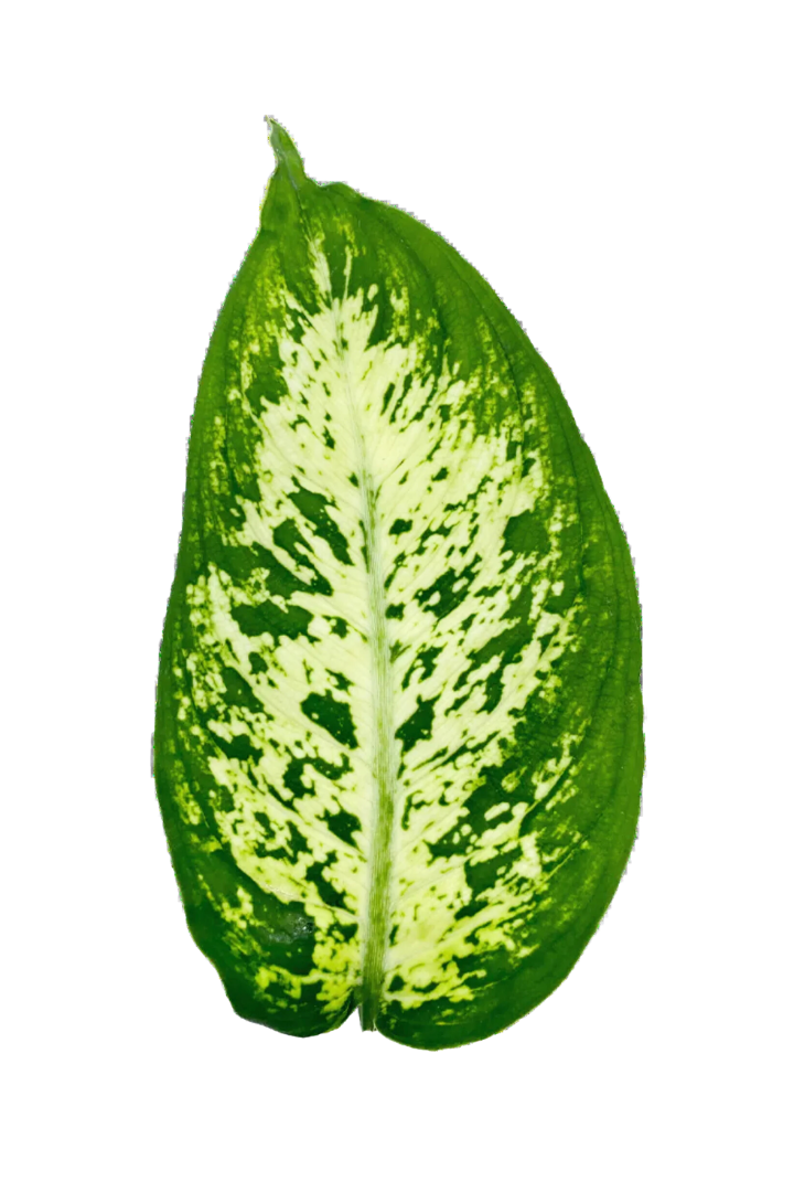 dieffenbachia mars entretien Dieffenbachia 'Compacta' (Canne du Muet)