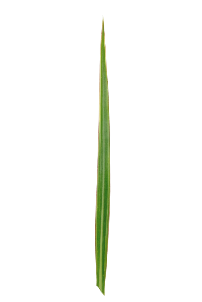 Dracaena marginata 'Tricolor' (Dragonnier)