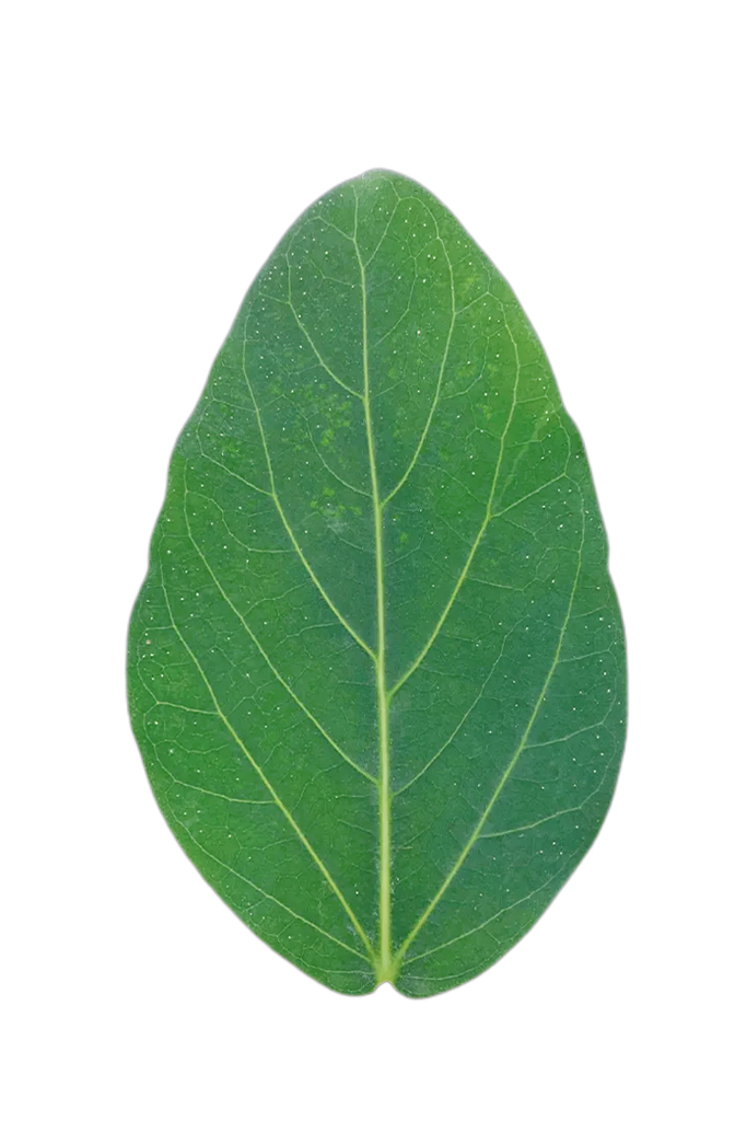 Ficus benghalensis (Banian)