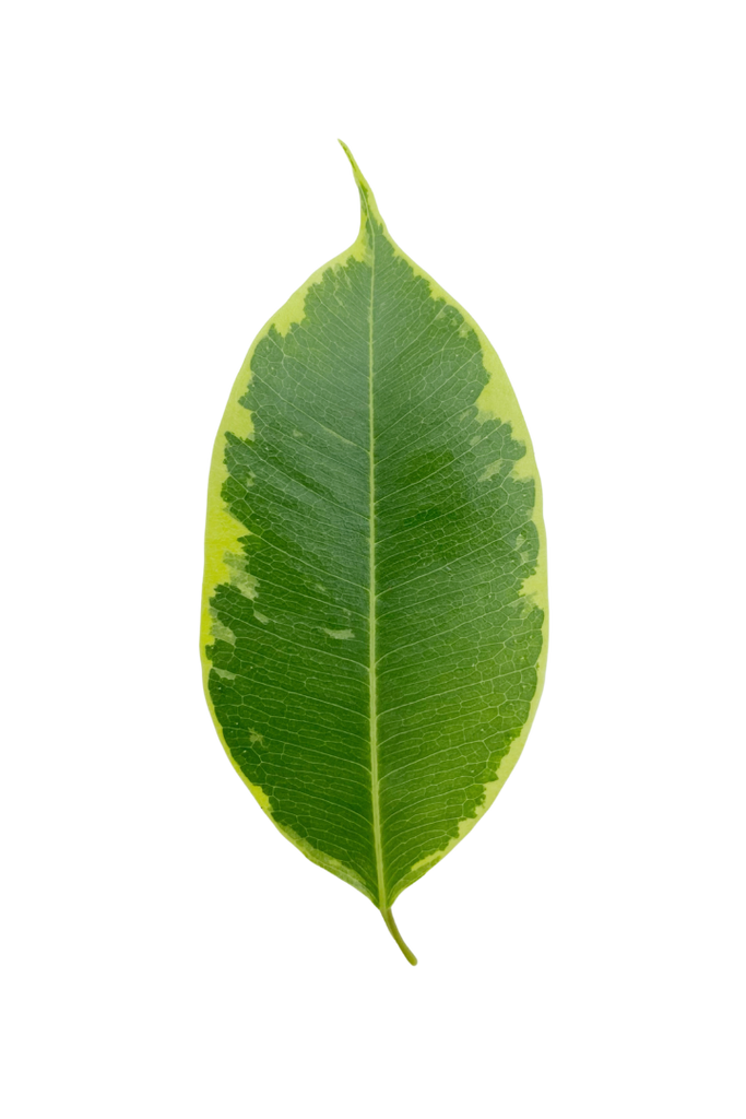 Ficus benjamina 'Anastasia' (Figuier pleureur)