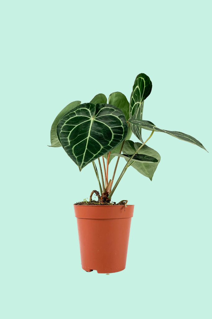 anthurium prix de vente Anthurium clarinervium : Entretien Facile – Plantes Pour Tous