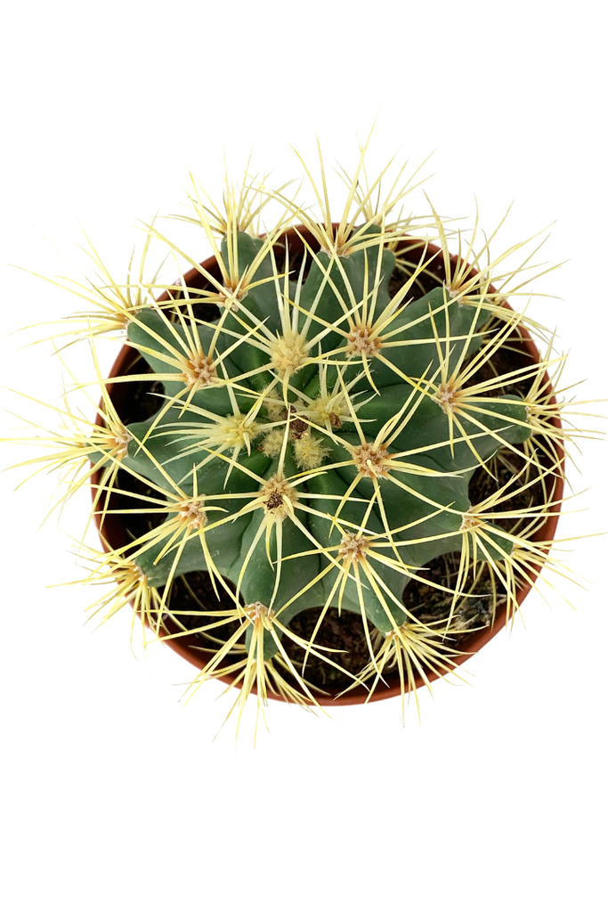 Echinocactus grusonii (Coussin Belle-mère)