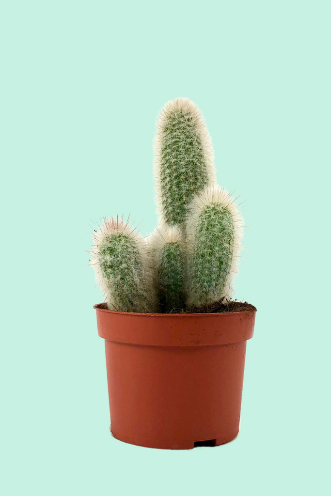 Pourquoi les cactus ont-ils besoin de froid pour fleurir ?