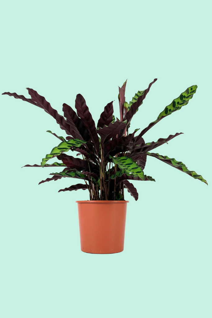 Nos conseils clés pour entretenir ta plante : Calathea orbifolia – Plantes  Pour Tous