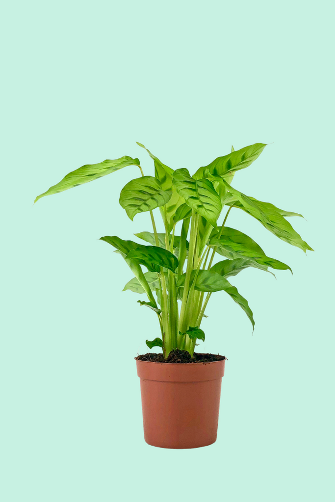 Nos conseils clés pour entretenir ta plante : Calathea leopardina
