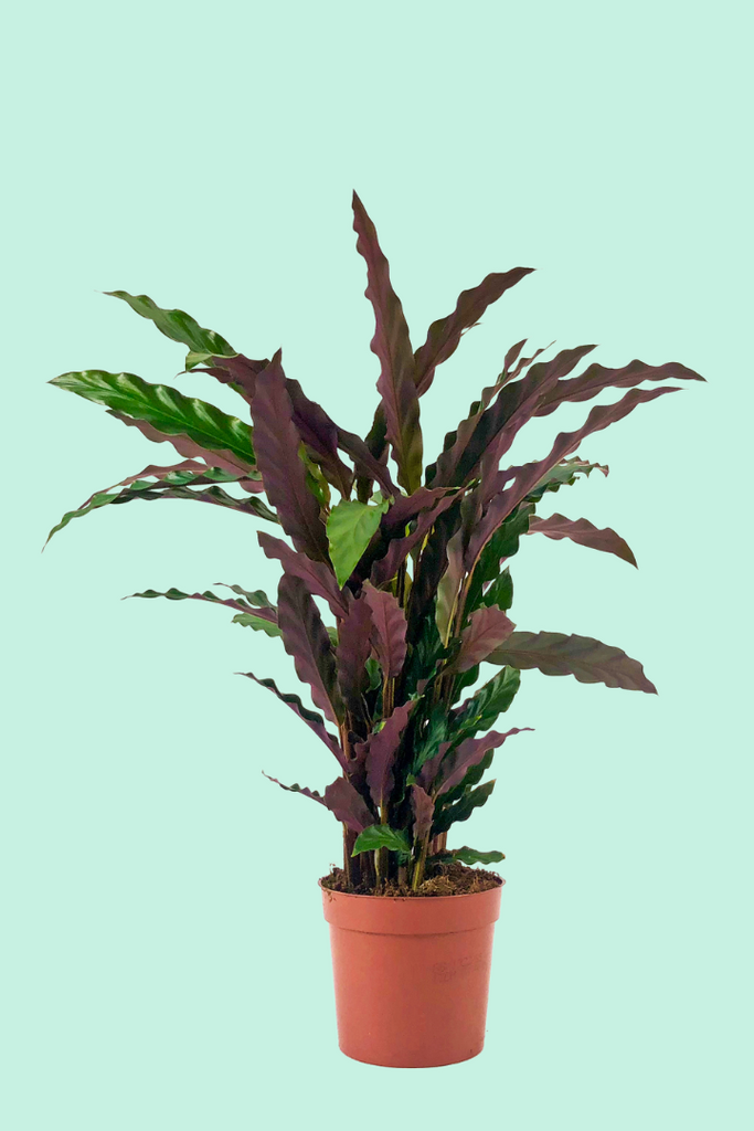 Nos conseils pour entretenir ta plante : Calathea rufibarba 'Tropistar' –  Plantes Pour Tous