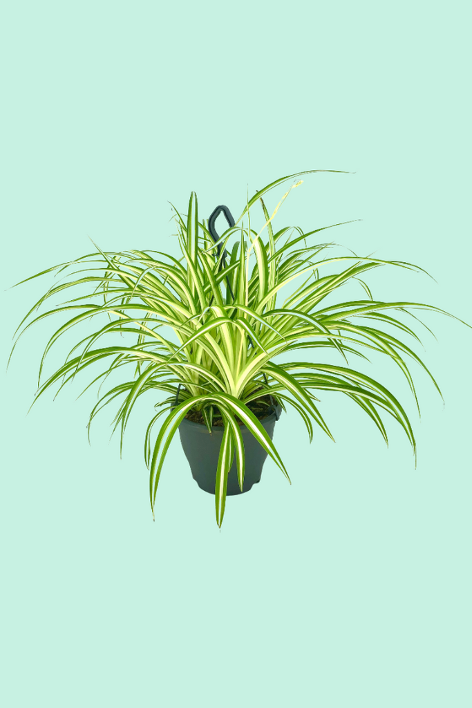 chlorophytum comosum entretien Chlorophytum comosum (Phalangère)