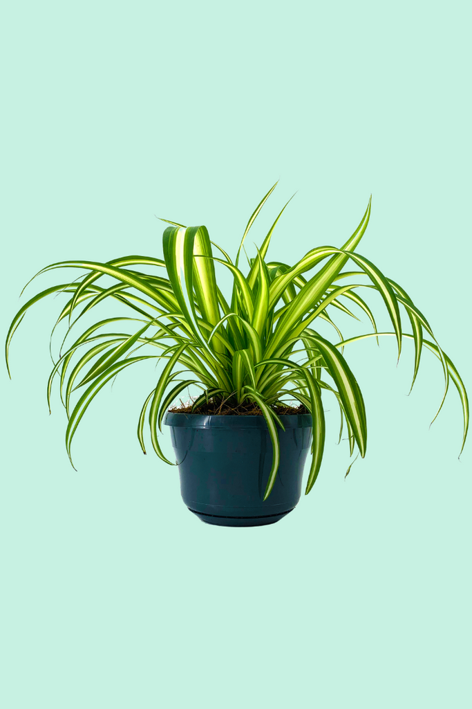 Nos conseils pour entretenir ta plante : Calathea sanderiana 'Ornata' –  Plantes Pour Tous