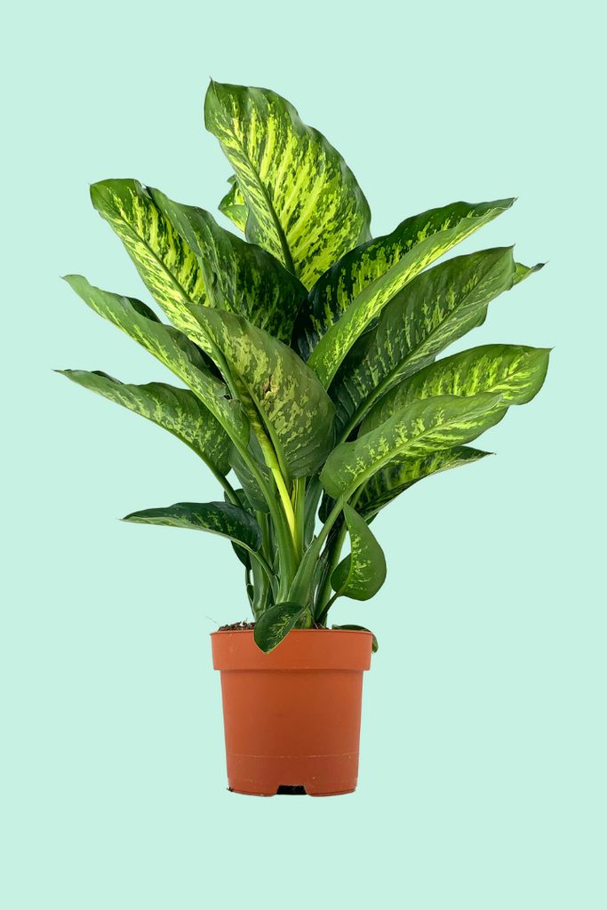 dieffenbachia feuilles tombantes Dieffenbachia 'Maroba' (Canne du Muet)