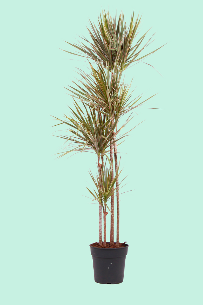 dracaena marginata entretien Dracaena marginata 'Tricolor' (Dragonnier)