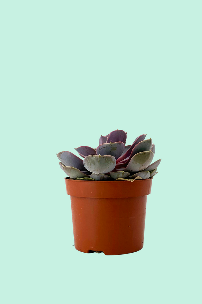 Mini plante grasse artificielle echeveria en pot • Ma fleur artificielle