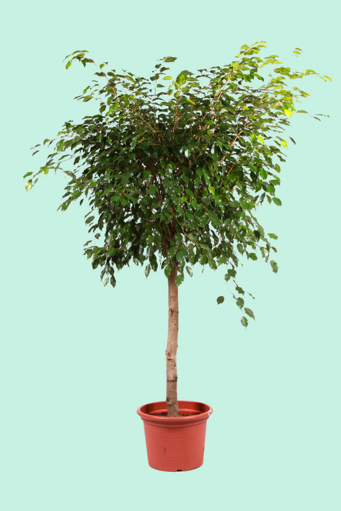 Plante En Pot De Ficus Benjamina Et Vaporisateur Vert Sur Fond