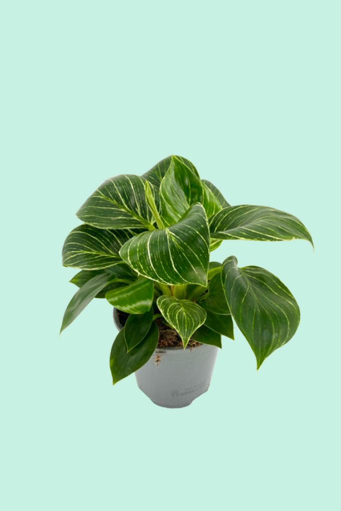 philodendron birkin taille adulte Philodendron 'Birkin'