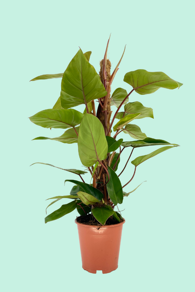 Philodendron 'Red Emerald'