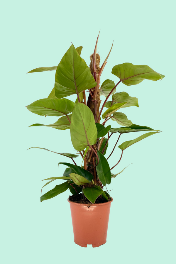 Philodendron red emerald