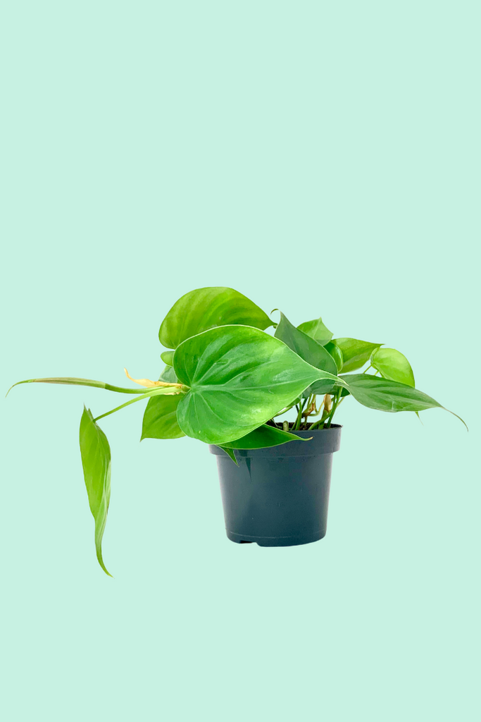 philodendron increvable Philodendron scandens (feuille de coeur)
