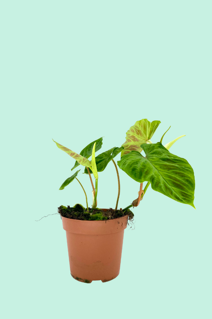 philodendron toxique Philodendron verrucosum