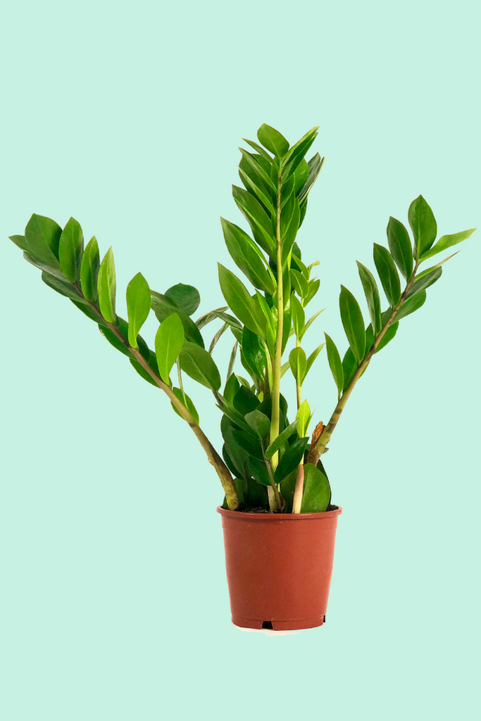 plante zz fleur Zamioculcas zamiifolia (Plante ZZ)