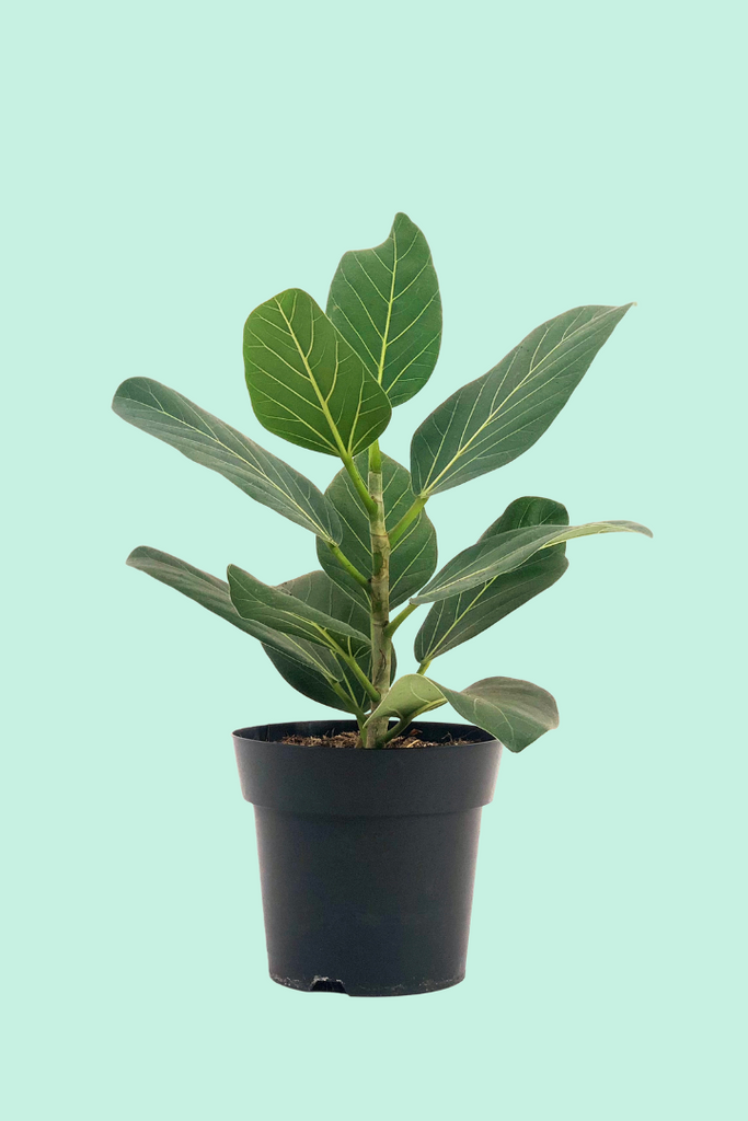 ficus audrey entretien Ficus benghalensis (Banian)