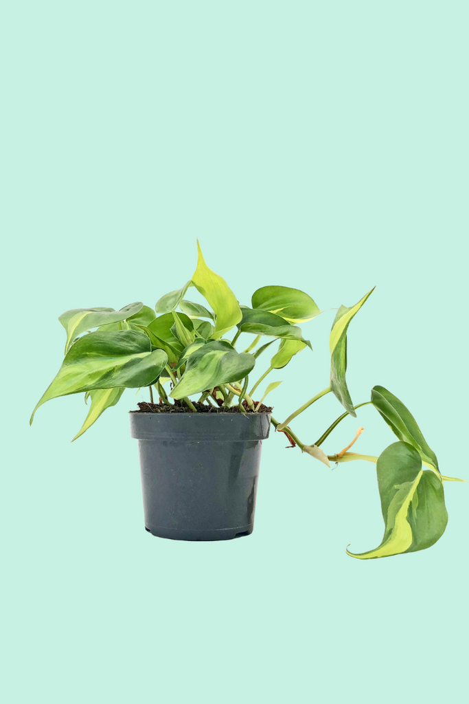 philodendron toxique Philodendron scandens 'Brasil'