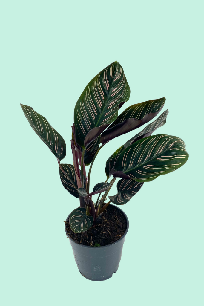 Nos conseils clés pour entretenir ta plante : Calathea lancifolia – Plantes  Pour Tous