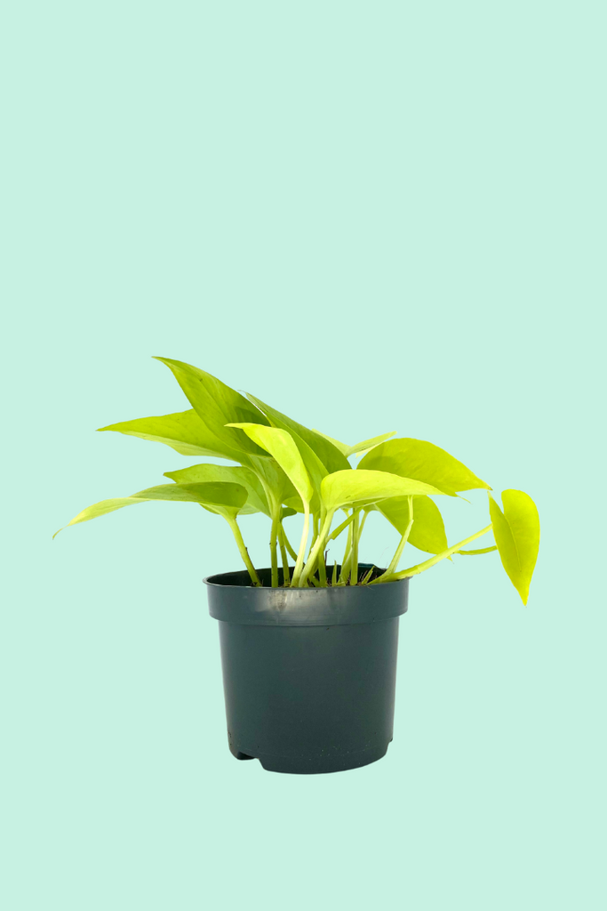 Nos conseils pour entretenir ta plante : Scindapsus golden pothos – Plantes  Pour Tous