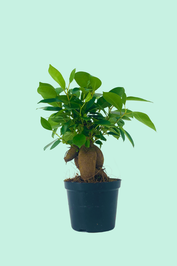 Ficus 'Ginseng' (microcarpa)