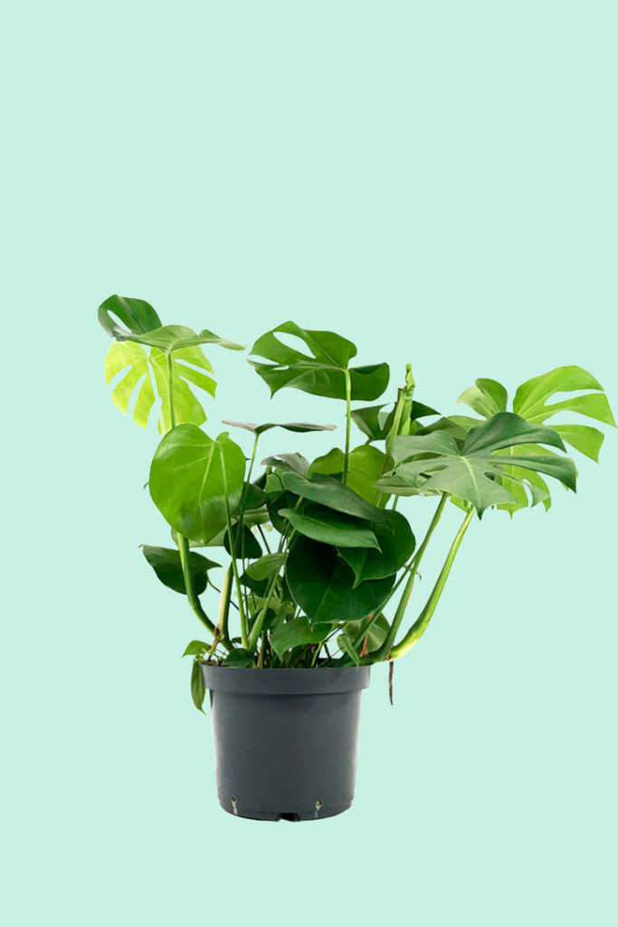 faux philodendron mots fléchés Monstera deliciosa (faux Philodendron)