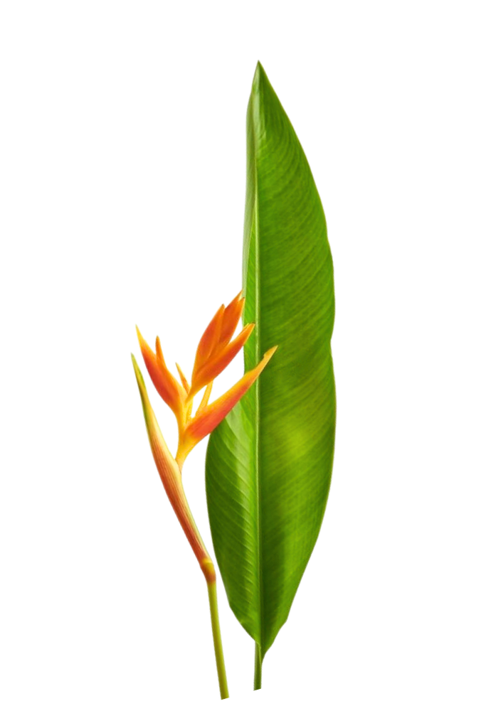 Heliconia psittacorum (Balisier Nain)
