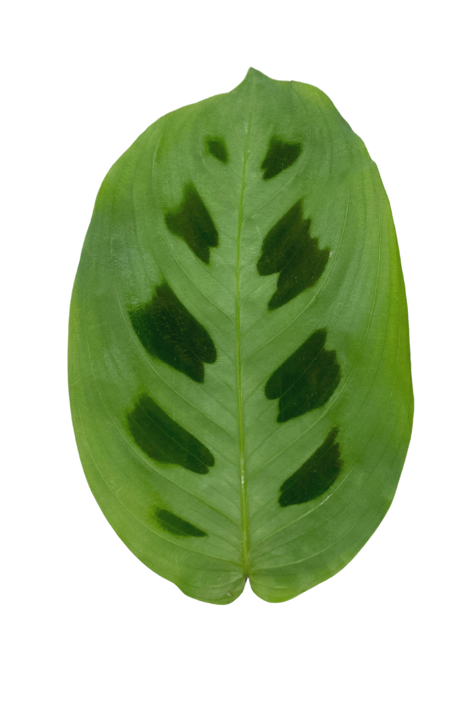 Maranta leuconeura 'Kerchoveana' (Plante à Prière)