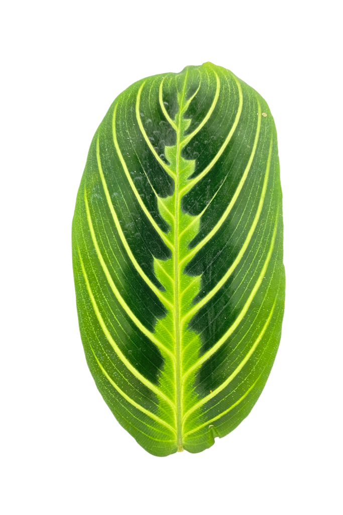 Maranta leuconeura 'Lemon Lime' (Plante à prière)