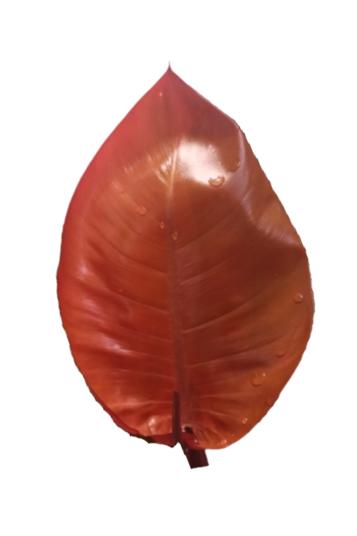 philodendron feuille noire Philodendron 'Black Cardinal'