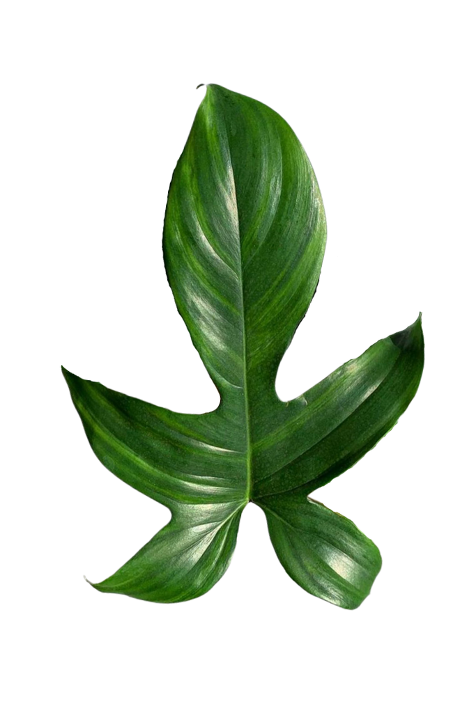 Philodendron florida