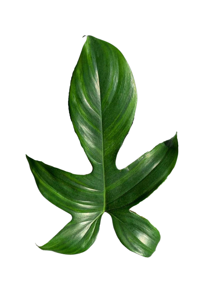 feuille philodendron Philodendron 'Florida Green'