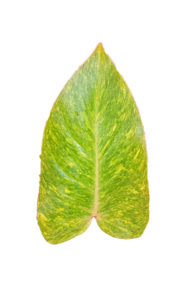 philodendron feuille jaune Philodendron 'Painted Lady'