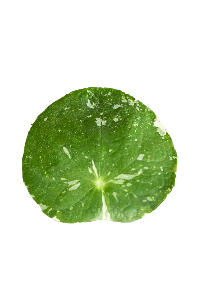 Pilea peperomioides 'White Splash' (Plante à monnaie Chinoise)