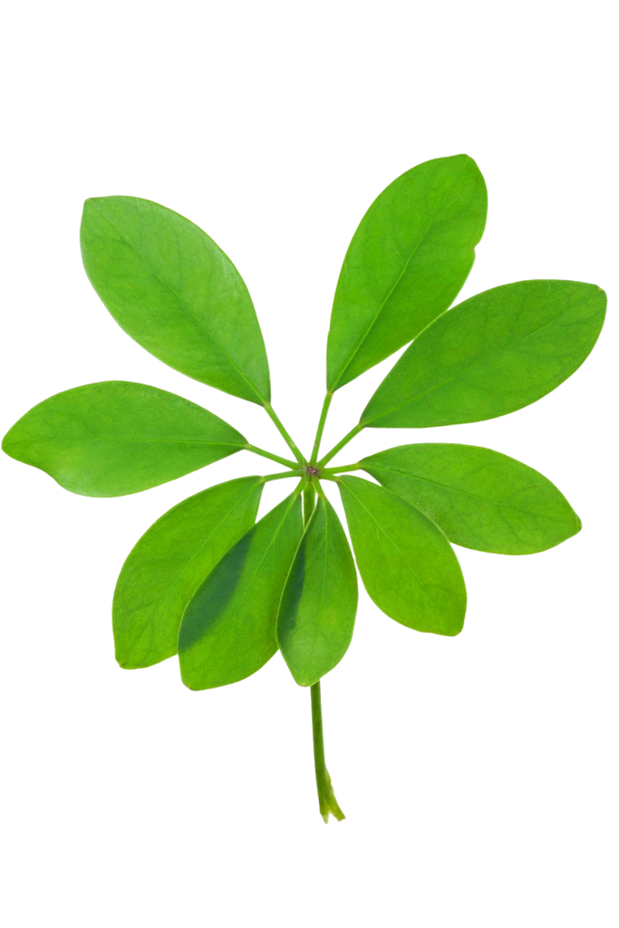 Schefflera arboricola (Arbre-Ombrelle)