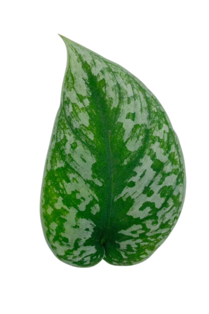Epipremnum/Scindapsus pictus (Pothos)