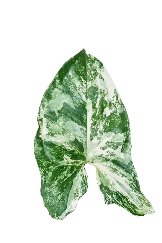 Syngonium podophyllum 'Albo Variegata' (Patte-d'oie)